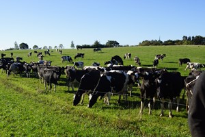 Alvorlige konsekvenser af dansk enegang med høj, ensartet CO2e-afgift på landbrugets biologiske processer