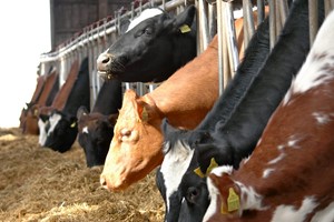 EU giver Danmark ny kvægundtagelse