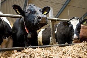 Fødevarestyrelsen kontrollerer aflivning af dyr i grise- og kvægbesætninger