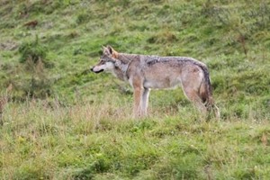 Spørgeundersøgelse om ulve i Danmark