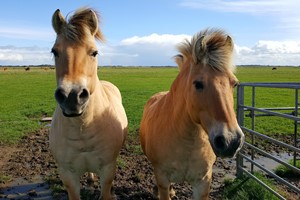 Heste - græsmarken skal tjekkes for giftige planter