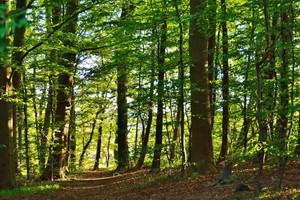 Nyt om ansøgningsrunde om tilskud til skov med biodiversitetsformål i 2019