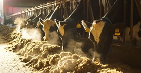 Mulige smitteveje og risici for spredning af Salmonella Dublin ved brug af biogasanlæg i malkekvægbesætninger