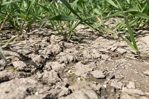 Tørke: Økologer kan søge om dispensation til at nedsætte grovfoderandelen til drøvtyggere